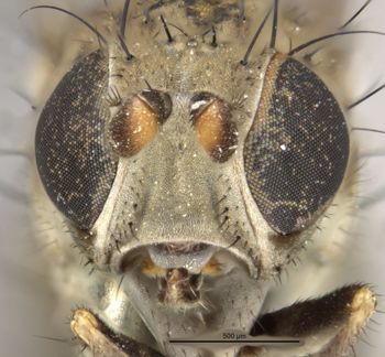Media type: image;   Entomology 11133 Aspect: head frontal view